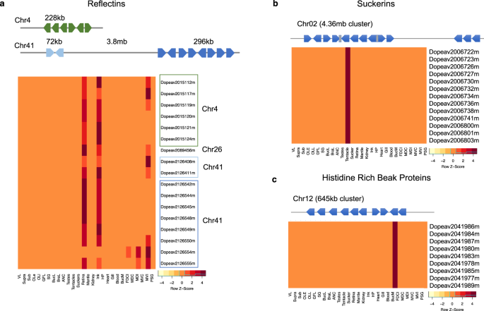 Fig. 8: Cephalopod-specific gene families in the D. pealeii genome.