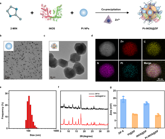 Fig. 2: Preparation and characterizations of Pt-iNOS@ZIF nanoreactor.