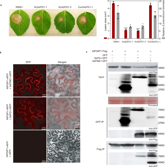 Fig. 2: Sclerotinia sclerotiorum SsPG1 is critical for virulence and also interacts with AtPGIP1.
