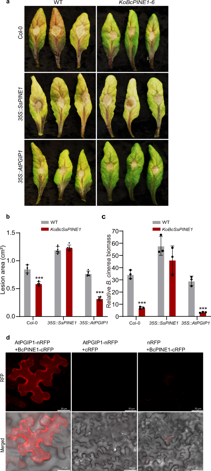 Fig. 7: Botrytis cinerea BcPINE1 contributes to virulence and also binds to AtPGIP1.