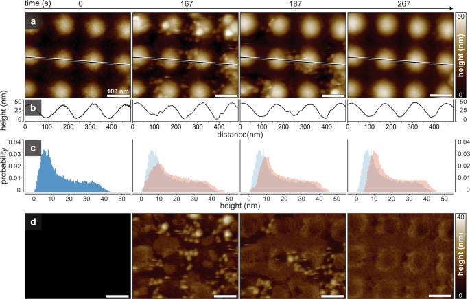 Fig. 1: Time-lapse of SLB formation on undulated (concave-convex) nanopatterned HS-AFM supports.