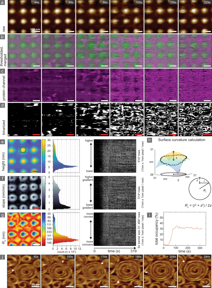 Fig. 2: Snf7 adsorption and polymerization has no curvature preference.
