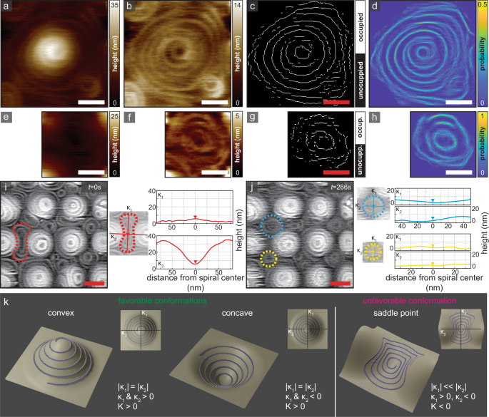 Fig. 4: Membrane curvature-dependent Snf7 spiral stability and reshaping.