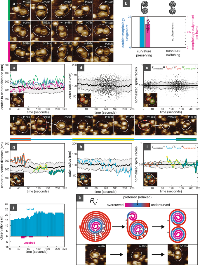 Fig. 5: Snf7 filaments minimize bending energy in non-crowded conditions.