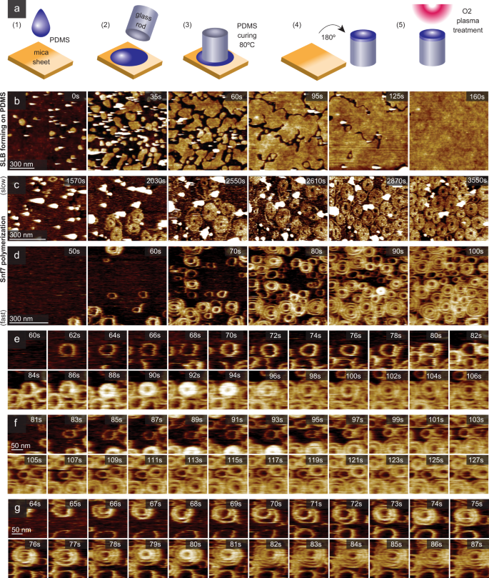 Fig. 6: PDMS sample support design, SLB formation and Snf7 spirals on a soft surface.