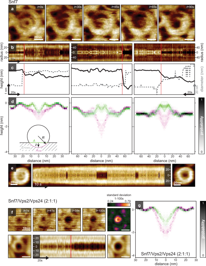 Fig. 8: HS-AFM time-lapse images of a flat spiral to dome transition.