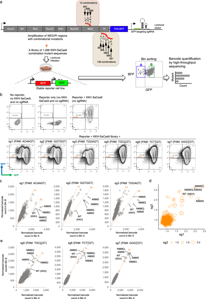 Fig. 2: Experimental screening of the activity of KKH-SaCas9 variants.