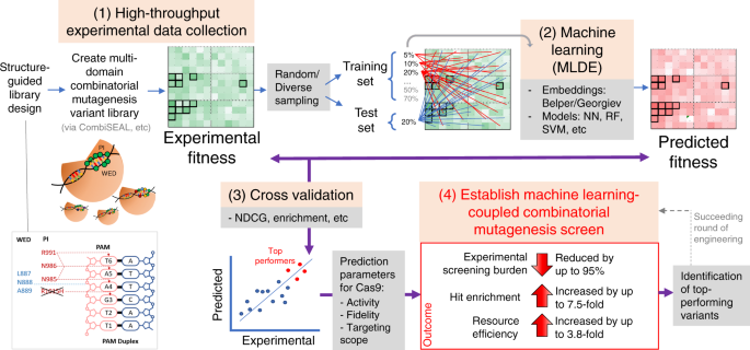 Fig. 5: Machine-learning-integrated multidomain combinatorial mutagenesis screen for resource-efficient protein engineering.