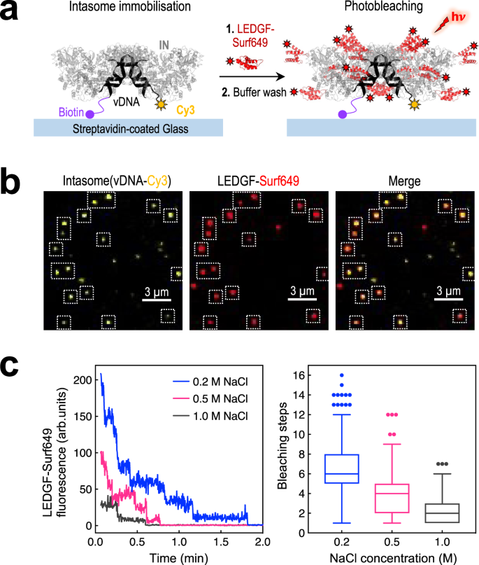 Fig. 4: Quantitation of intasome-LEDGF/p75 stoichiometry by single-molecule TIRF microscopy.
