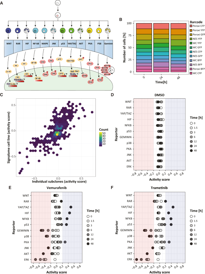 Fig. 2: Generating the A375 “Signalome” reporter cell line.