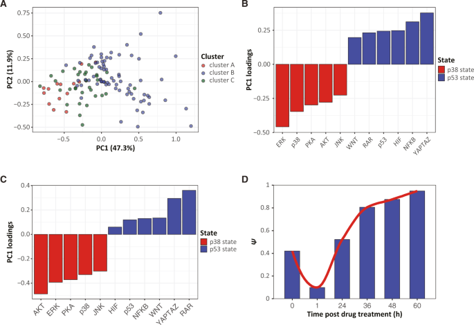 Fig. 5: PCA suggests that the p38 and p53-signaling states exist pretreatment and increase in weight over time.