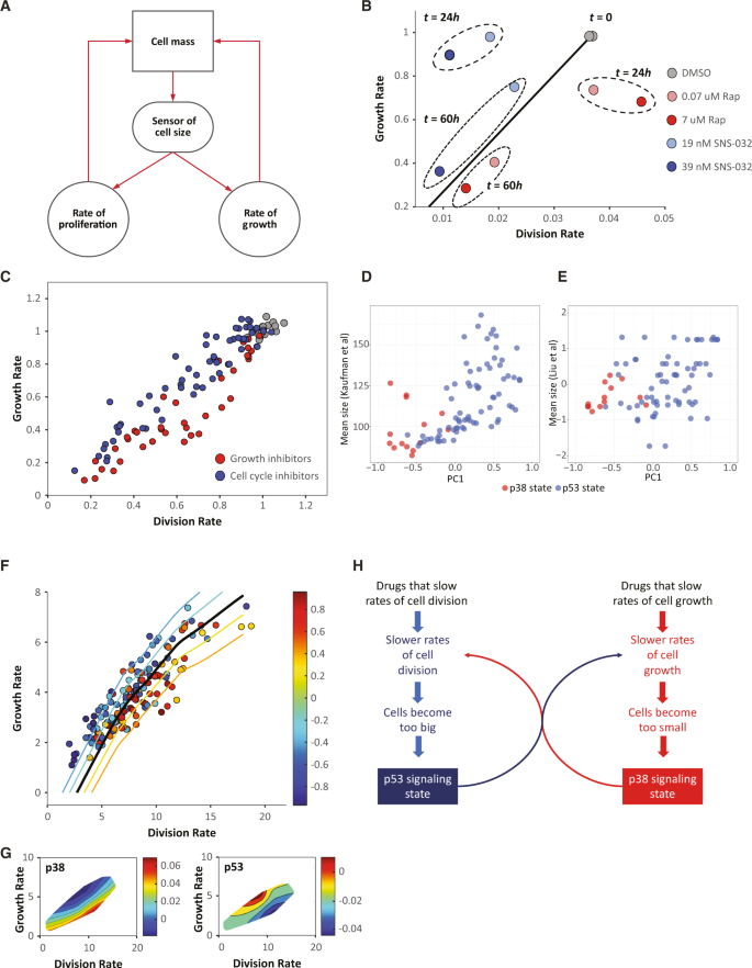 Fig. 6: Cell growth and proliferation are tightly regulated and correlate with p38- and p53-signaling states.