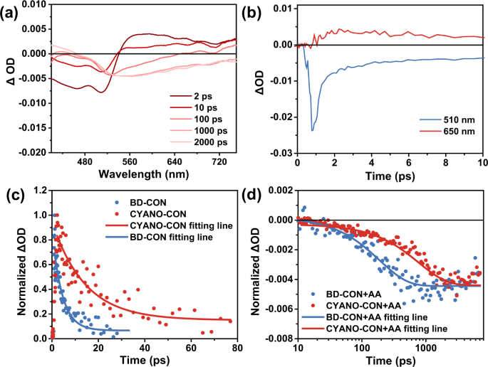 Fig. 5: Femtosecond transient absorption measurements.