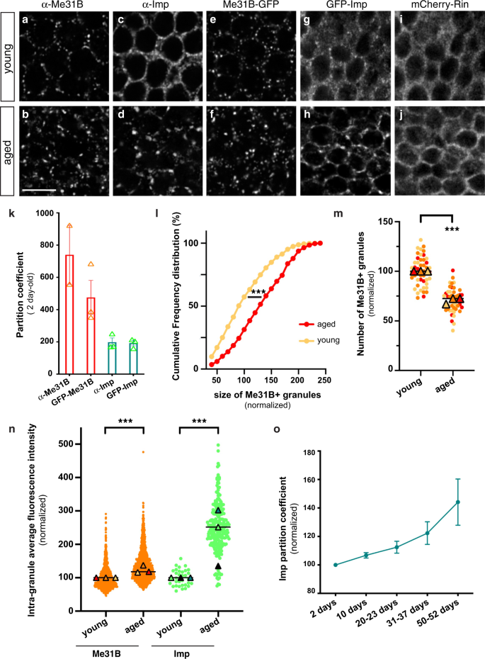 Fig. 1: Me31B and Imp condensate into larger cytoplasmic granules in aged brains.