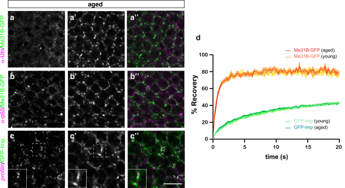 Fig. 2: Large granules in old flies are dynamic RNP assemblies.
