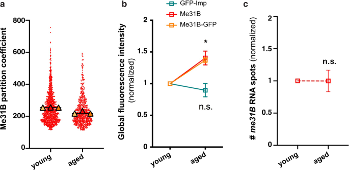 Fig. 4: Me31B levels increase upon aging, a process regulated at the post-transcriptional level.