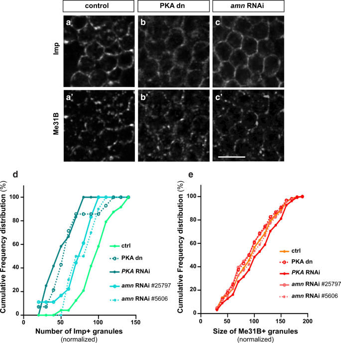 Fig. 6: Inactivating PKA inhibits the recruitment of Imp to RNP granules in aged flies.