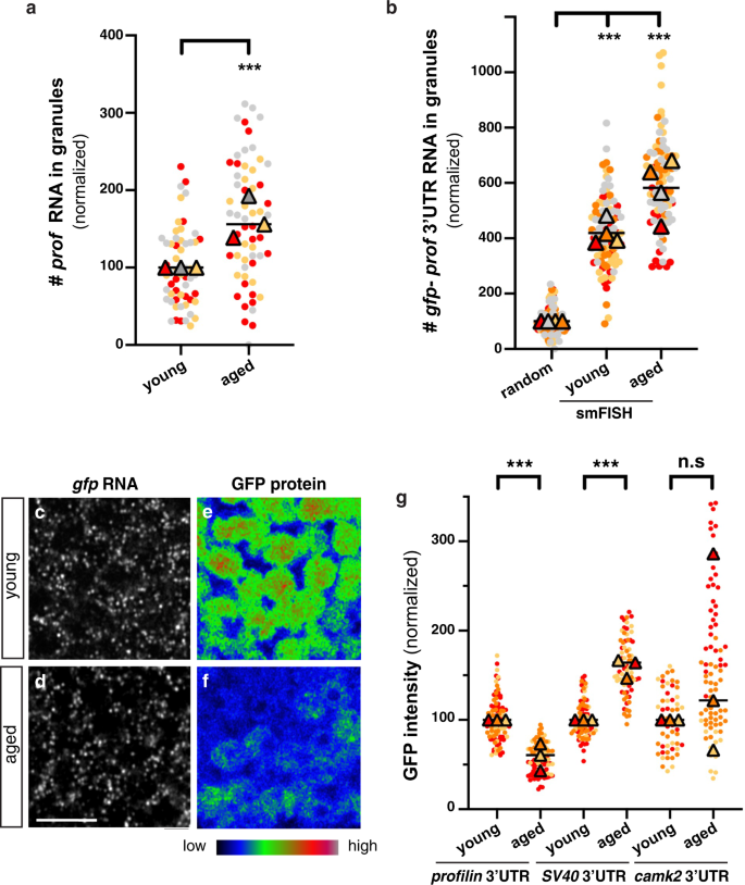 Fig. 7: Age-dependent decrease in the translation of granule-associated mRNA species.
