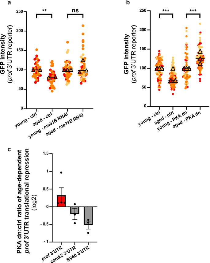 Fig. 8: Me31B and PKA are required for age-dependent translation repression.