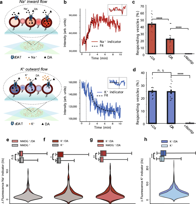 Fig. 5: Time-resolved Na+ and K+ flux from single dDAT proteoliposomes.
