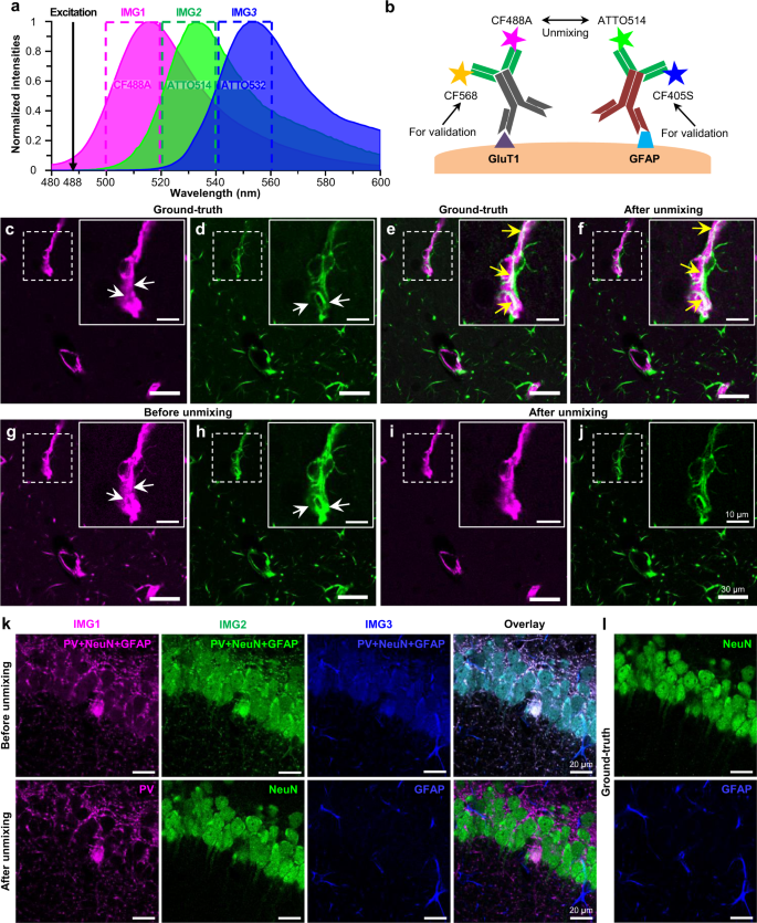 Fig. 3: Experimental validation of unmixing of spatially overlapping proteins using PICASSO.