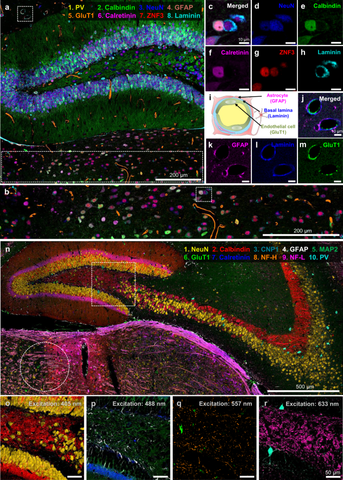 Fig. 5: Multiplexed imaging of the mouse brain via PICASSO with multiple excitation lasers.