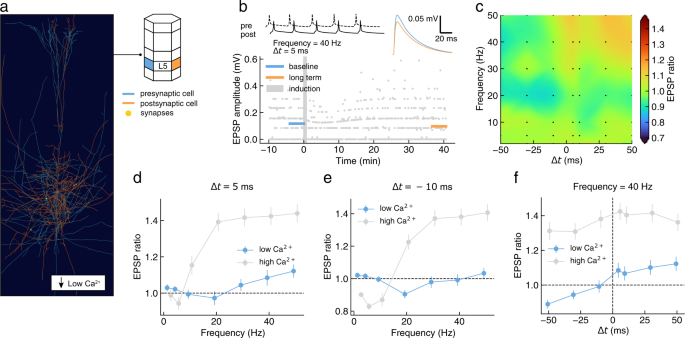 Fig. 7: Prediction of plasticity outcomes under physiological extracellular calcium conditions (in vivo-like; low 
                        
                          
                        
                        $${[{{{{{{{{\rm{Ca}}}}}}}}}^{2+}]}_{{{{{{{{\rm{o}}}}}}}}}$$
                        
                          
                            
                              
                                [
                                
                                  
                                    
                                      Ca
                                    
                                    
                                      2
                                      +
                                    
                                  
                                
                                ]
                              
                            
                            
                              o
                            
                          
                        
                      ).