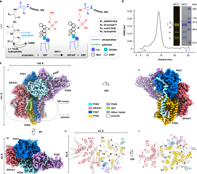 Fig. 1: Cryo-EM map of the human GPI-T.