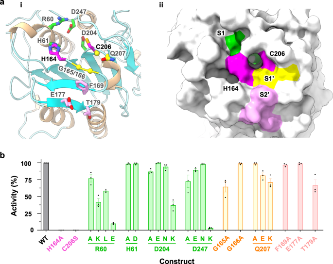 Fig. 2: Structural and functional resemblance of the PIGK active site to that of legumains.