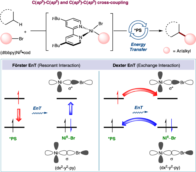 Fig. 1: Förster and Dexter EnT for organometallic Ni-catalyzed C(sp3)–H arylation and alkylation.