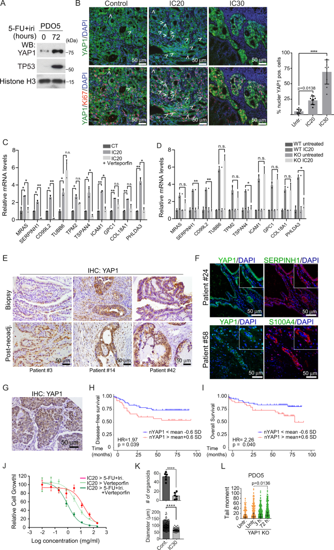 Fig. 4: Acquisition of feISC by CT treatment is dependent on YAP1 activation.