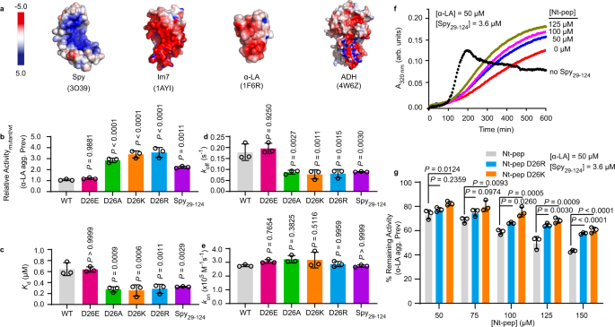 Fig. 2: The D26 residue located on Spy’s disordered N terminus facilitates client release.