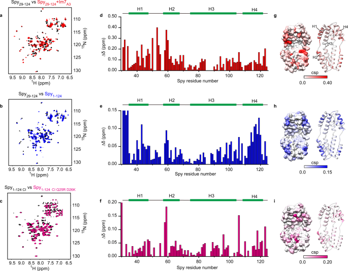 Fig. 5: The N terminus of Spy adopts a similar binding pattern as the Im7 client on Spy’s surface.