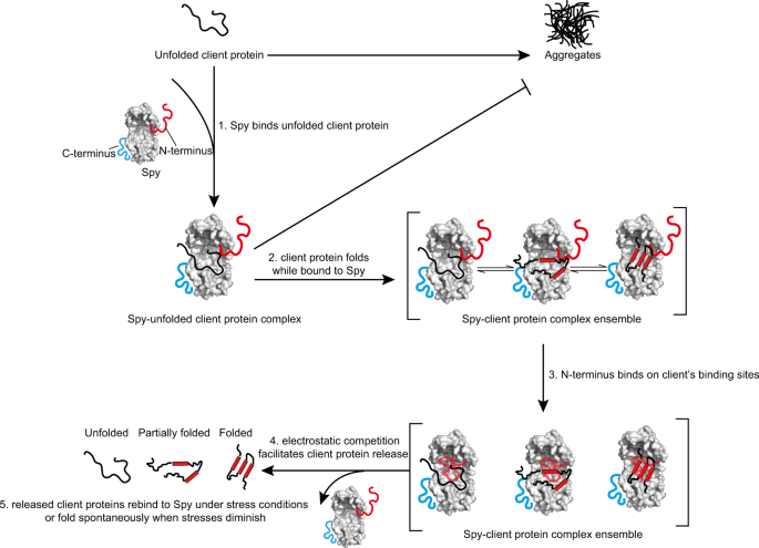 Fig. 7: Model for the auto-regulated chaperone mechanism of Spy.