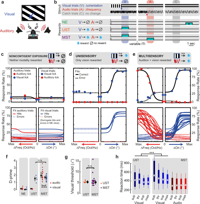 Short-term visual deprivation boosts the flexibility of body representation