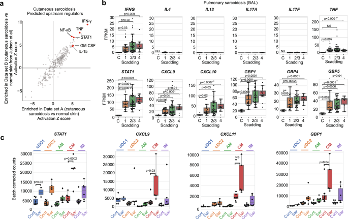 Fig. 6: IFN-γ signaling is a hallmark of sarcoidosis.