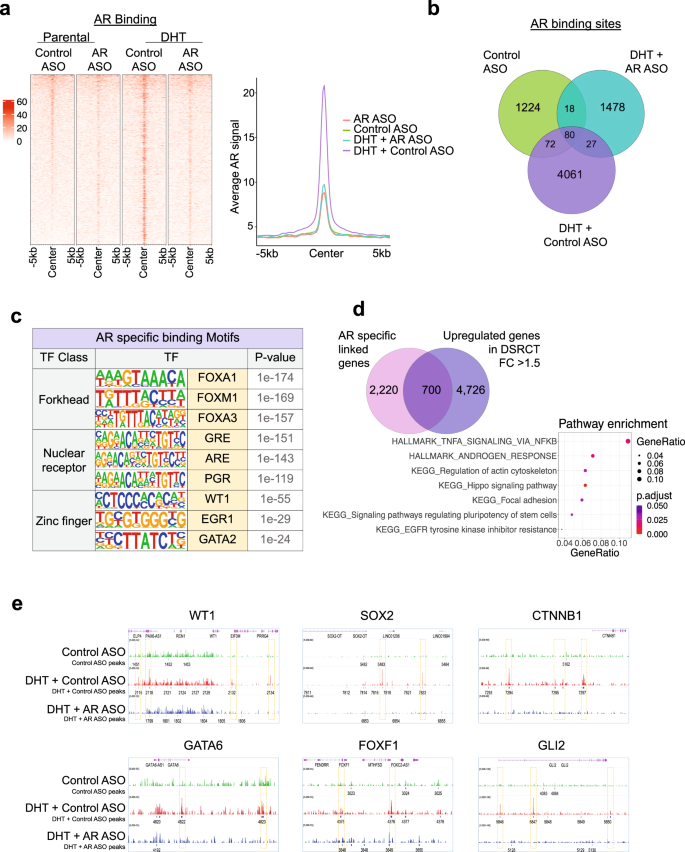 Fig. 7: AR binding in JN-DSRCT cells.