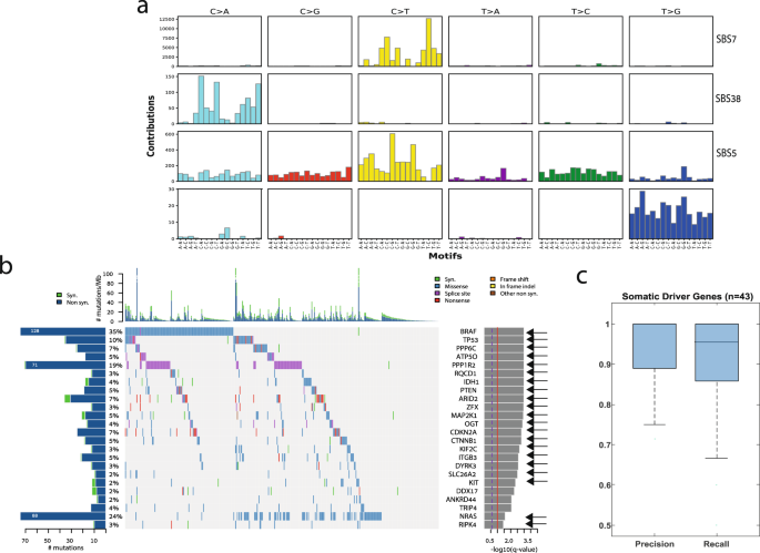 Fig. 2: Identifying mutational signatures and driver genes.