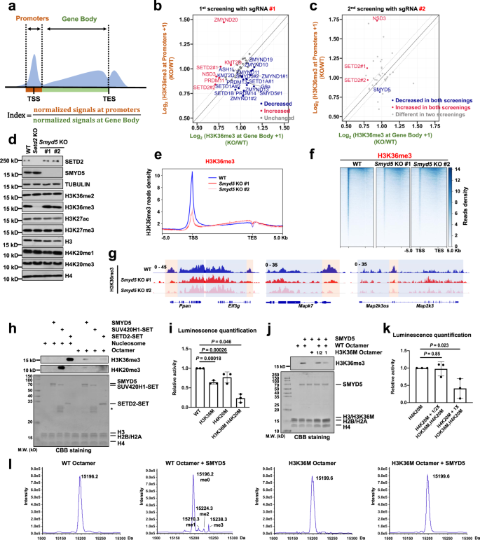 Fig. 2: SMYD5 methylates H3 to H3K36me3.