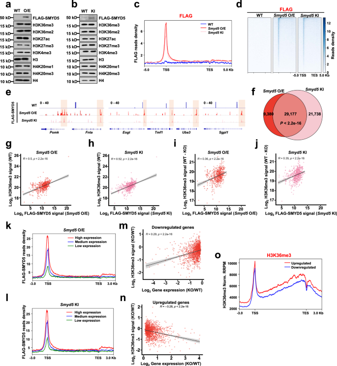 Fig. 3: SMYD5 localizes at promoters to methylate H3K36me3 and regulate gene expression.