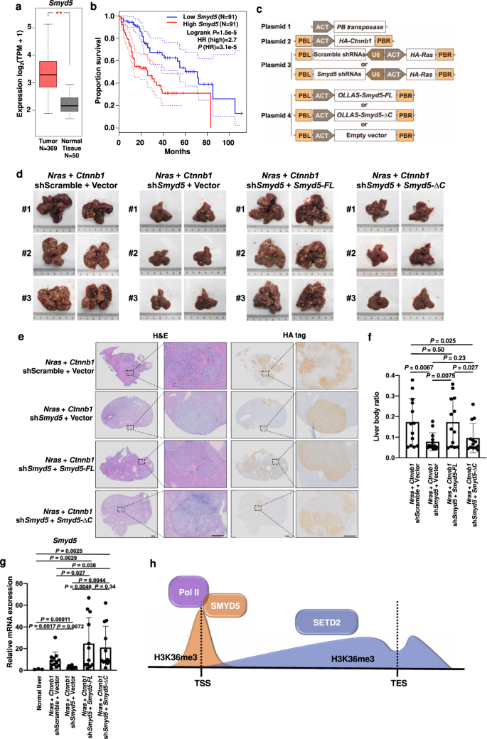 Fig. 7: Elevated Smyd5 promotes the tumorigenesis of liver hepatocellular carcinoma.