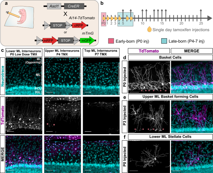 Morphological pseudotime ordering and fate mapping reveal diversification  of cerebellar inhibitory interneurons | Nature Communications