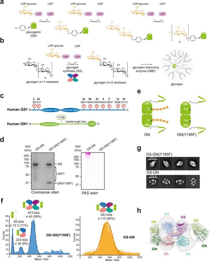 Mechanism Of Glycogen Synthase Inactivation And Interaction With Glycogenin Nature Communications