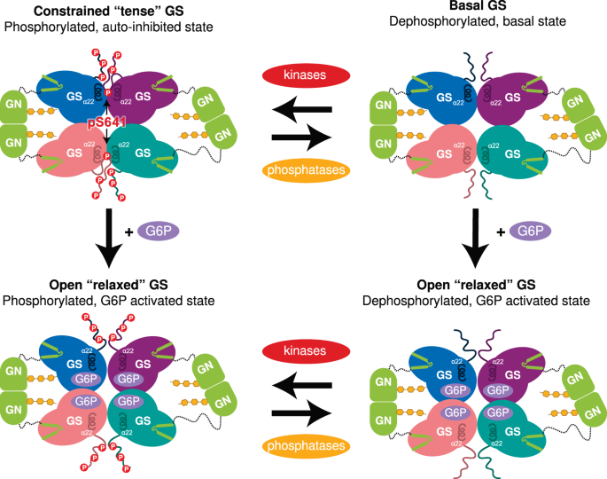 Mechanism of glycogen synthase inactivation and interaction with glycogenin  | Nature Communications