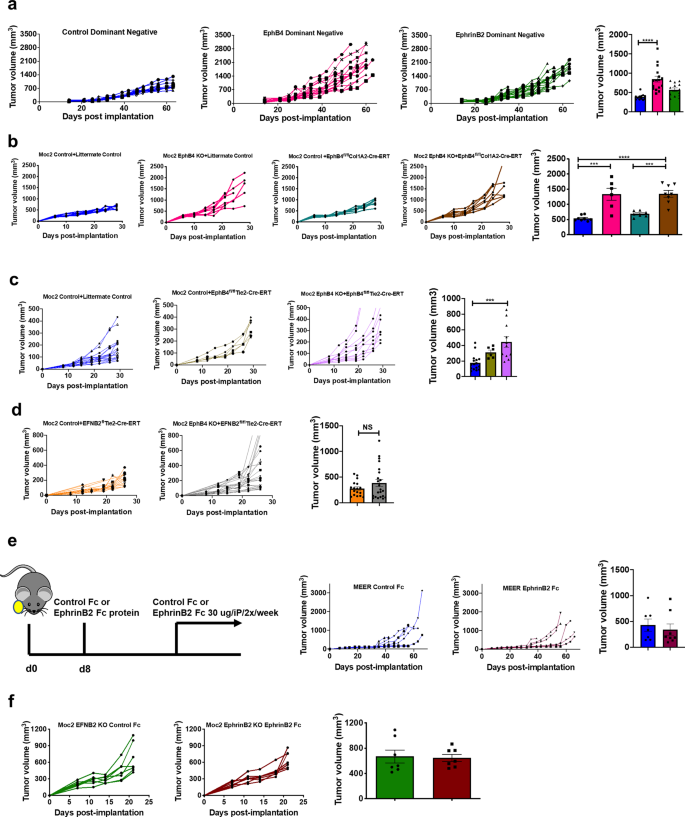 Fig. 4: Activating EphB4 on cancer cells in the absence of vascular ephrinB2 fails to reduce tumor growth in different models of HNSCC.