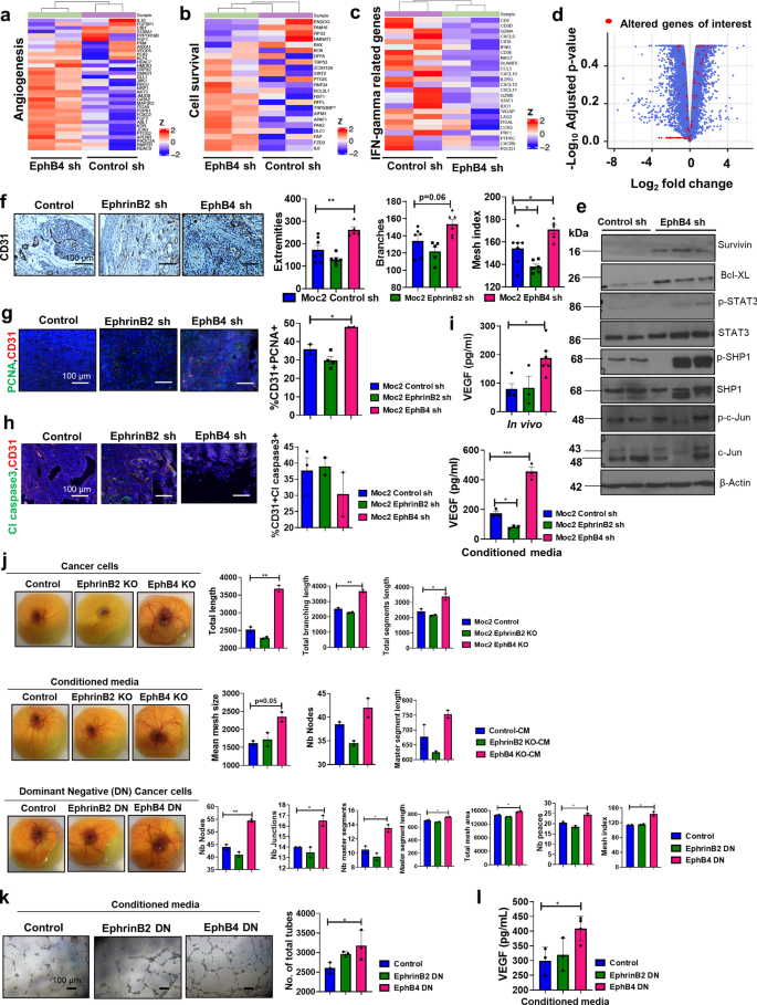 Fig. 5: Perturbation of EphB4 signaling on cancer cells enhances vascular network formation and circulating VEGF.