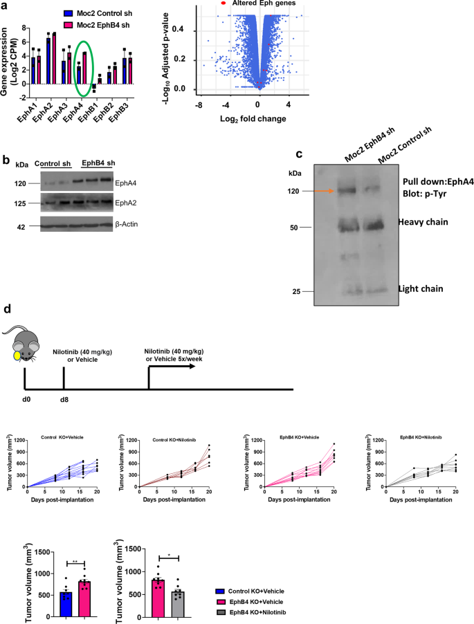 Fig. 6: Total and phospho-EphA4 levels are elevated following the loss of EphB4 on cancer cells and targeting EphA4 by broad-activity tyrosine kinase inhibitors reverses the accelerated tumor growth in EphB4 KO tumor-bearing mice.
