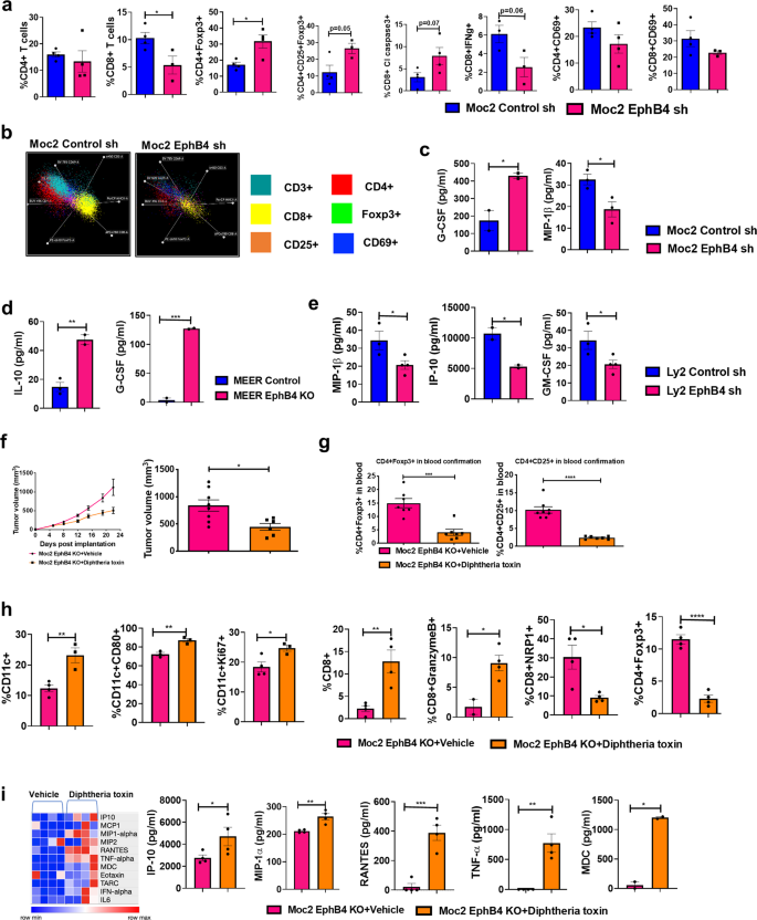Fig. 7: Genetic loss of Tregulatory cells (Tregs) reverses tumor growth enhancement associated with EphB4 downregulation on cancer cell.
