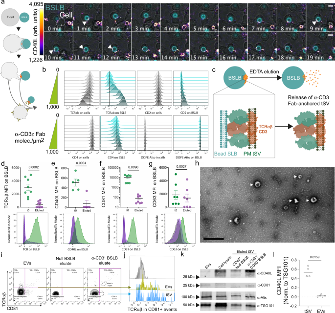 Fig. 1: As synthetic APC, BSLBs trigger synapse formation and the release of tSV by stimulated T cells.