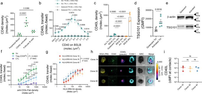 Fig. 3: BSLBs unravel the dynamics influencing the biogenesis of CD40L+ tSV.